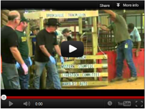 pig-video-thumbnail